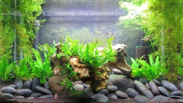 Water Sprite Aquarium Plant: Growing And Reproduction