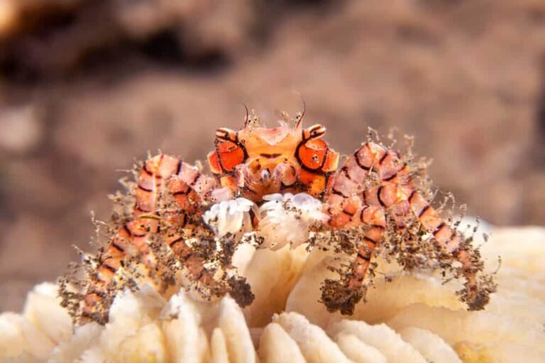 Pom Pom Crab Care: Thorough Guide, Diet, Size And Tank Mates