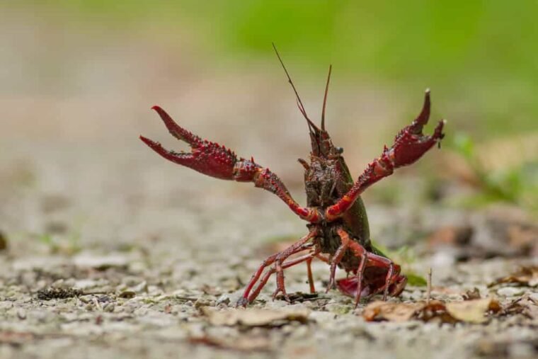 What Do Crayfish Eat? Feeding And Diet For Different Species