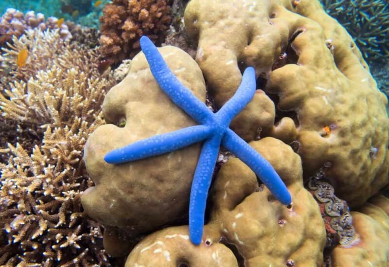 What Do Starfish Eat? Feeding And Diet For Types Of Species