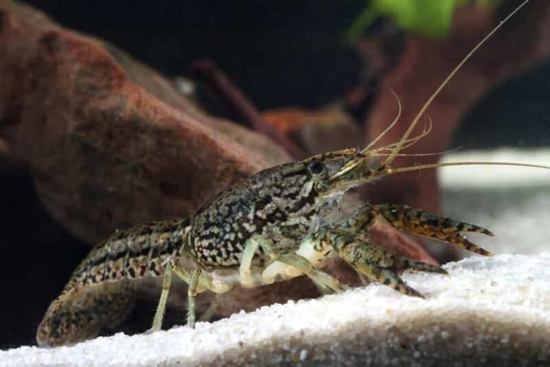 What Do Crayfish Eat? Feeding And Diet For Different Species