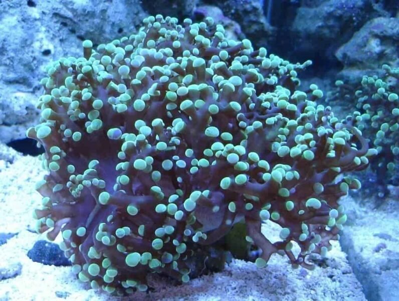 Frog Spawn Coral Care: Habitat, Tank Requirements and Appearance