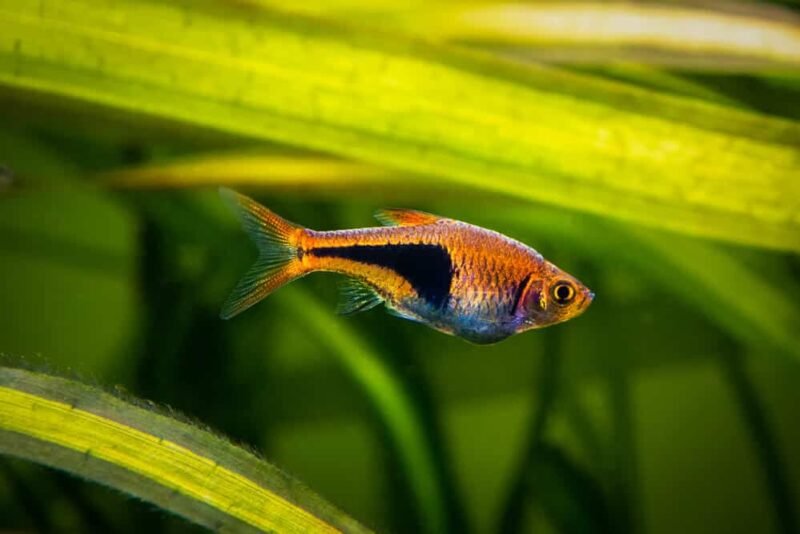 18 Best Dwarf Gourami Tank Mates And Care Guide