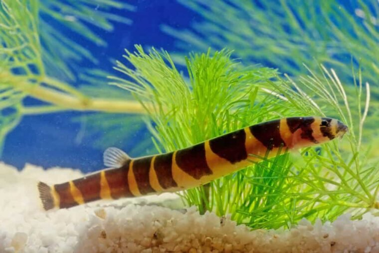 16 Best Kuhli Loach Tank Mates And Care Guide