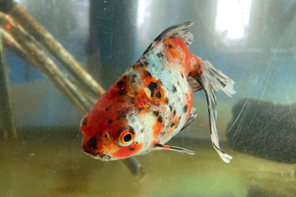 What Are Those Black Spots On Your Goldfish Alarming Or Easy To Cure 