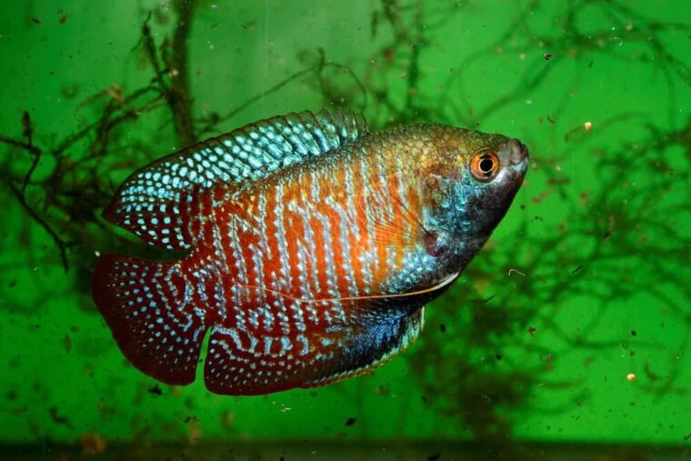 18 Best Dwarf Gourami Tank Mates And Care Guide