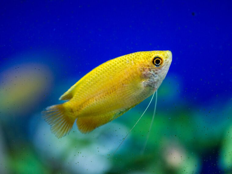 18 Best Dwarf Gourami Tank Mates And Care Guide