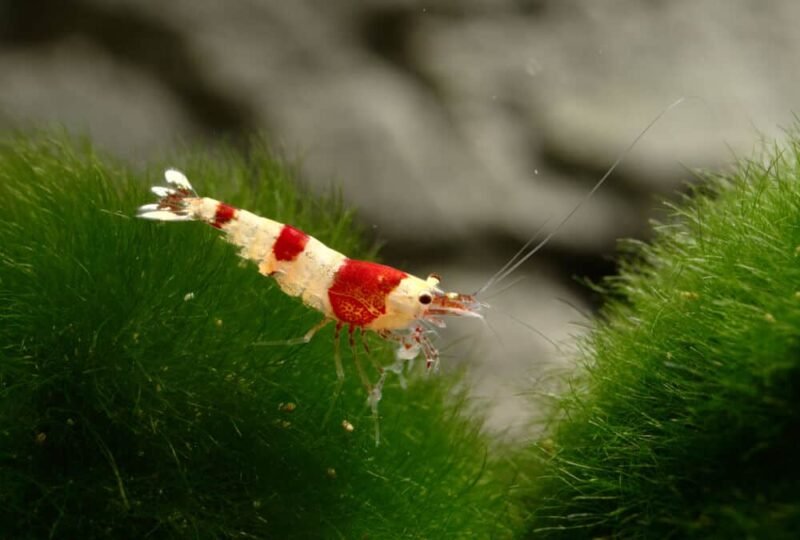 Crystal Red Shrimp Care Guide: Diet, Size, Breeding And Lifespan