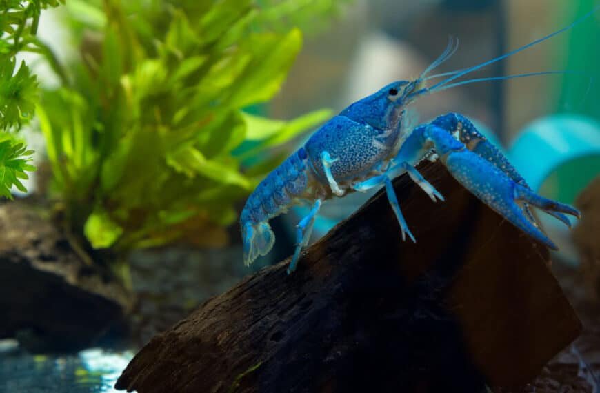 What Do Crayfish Eat? Feeding And Diet For Different Species