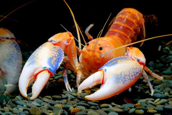 What Do Crayfish Eat? Feeding And Diet For Different Species