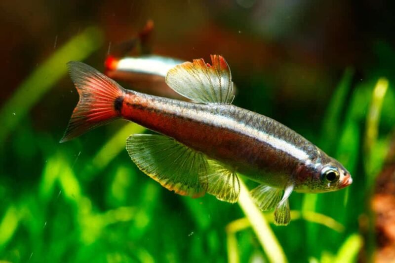 14 Best Cherry Barb Tank Mates And Care Guide | Welcome To Fishkeeping ...