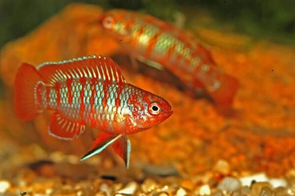 7 Scarlet Badis Tank Mates, Care Guide, Breeding And Feeding | Welcome ...