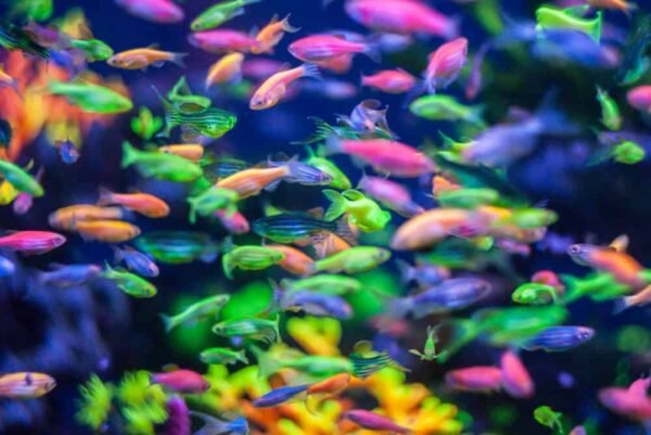 glofish-are-genetically-modified-to-express-a-fluorescence-gene-with-the-original-intention-of