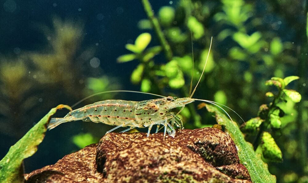 amano shrimp and guppies