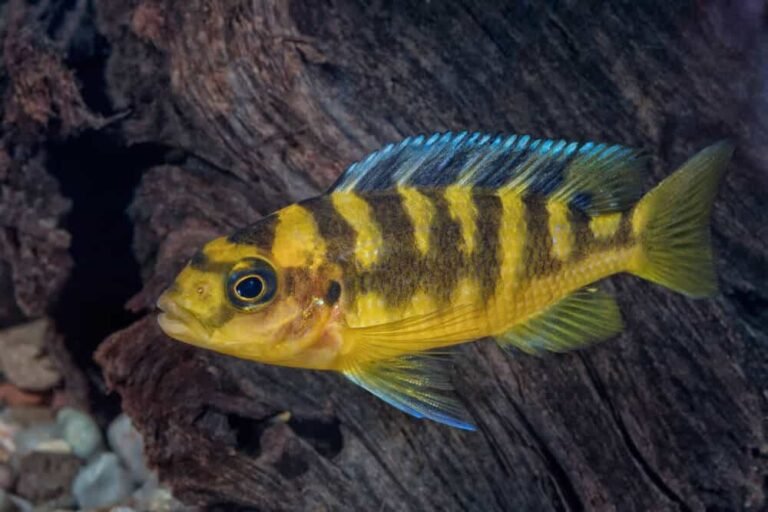 Bumblebee Cichlid Tank Mates: How To Choose Them And Top 7 Picks