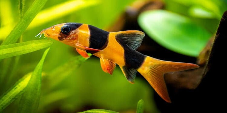 freshwater clown loach