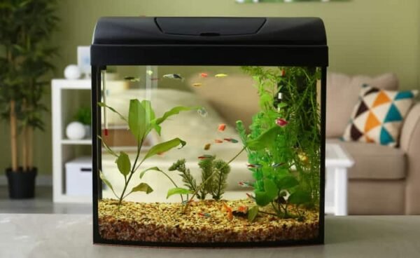 How Many Fish In A Gallon Tank Heres What You Need To Know