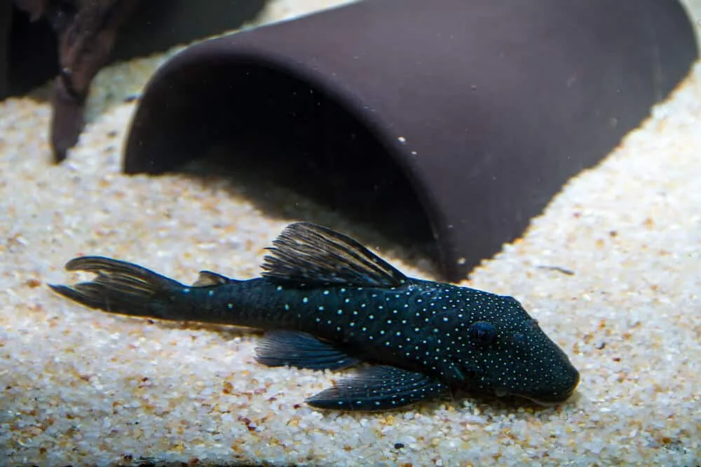 Blue Phantom Pleco Aquarium Pet Tank Mates | Fishkeeping Adventure