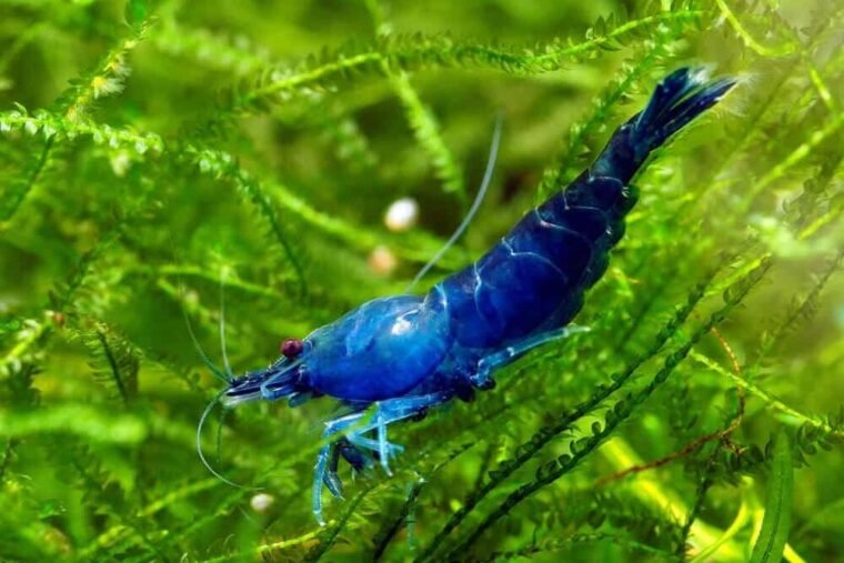 Blue Velvet Shrimp Care Guide And Tank Mates Welcome To Fishkeeping   Blue Velvet Shrimp E1674582670353 760x507 