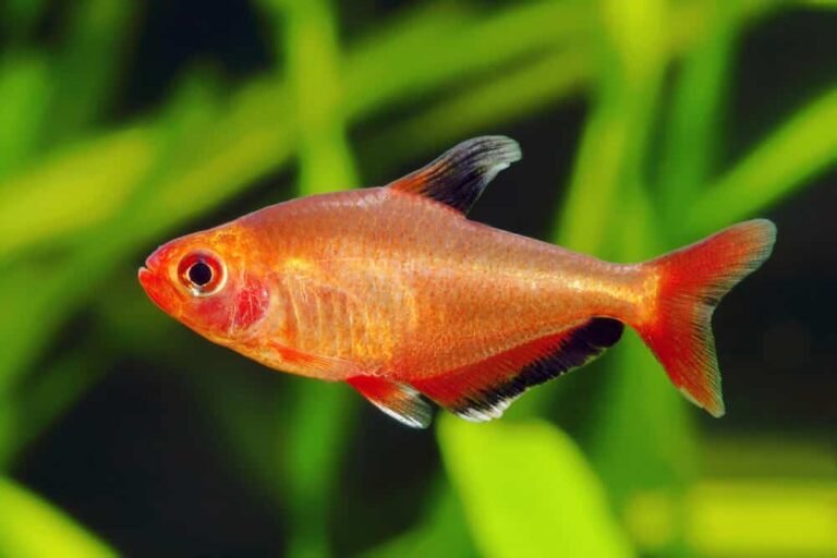 The Red Phantom Tetra (Hyphessobrycon Sweglesi) Care Guide 101