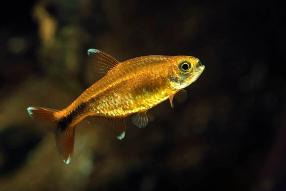 Silver Tip Tetra Aquarium Pet | Fishkeeping Adventure