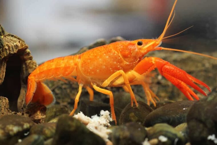 Dwarf Crayfish Care Guide: Appearance, Habitat And Breeding