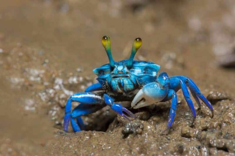 Hermit Crab: Beginner's Guide to Setting Up a Habitat