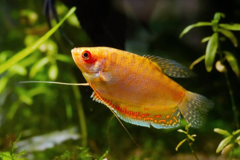 The Complete Guide to Honey Gourami Care: Tank Setup and Health Tips