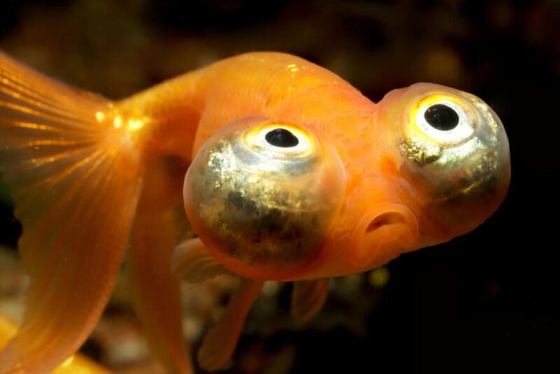 Celestial Eye Goldfish: Care Tips for Unique Varieties