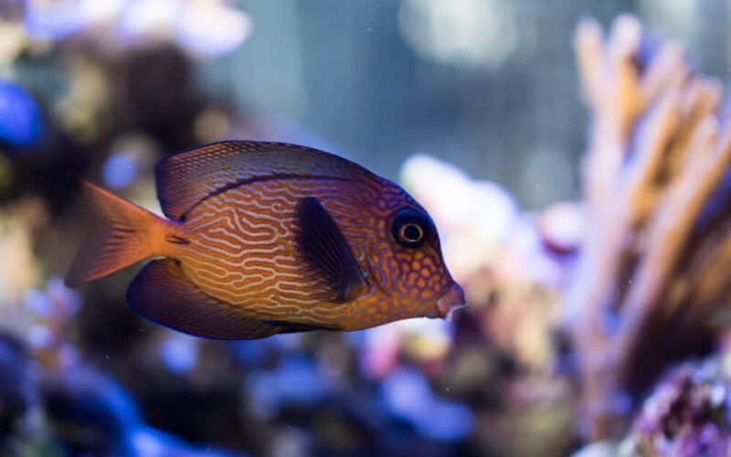 Chevron Tang Care: Essentials for Keeping this Beautiful Fish