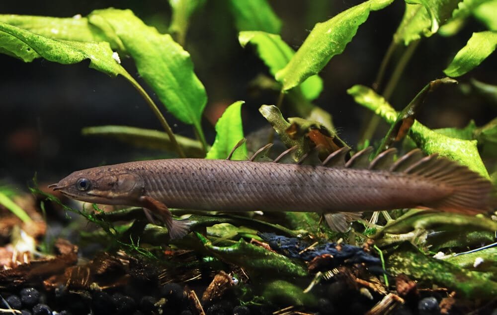 Dinosaur Bichir