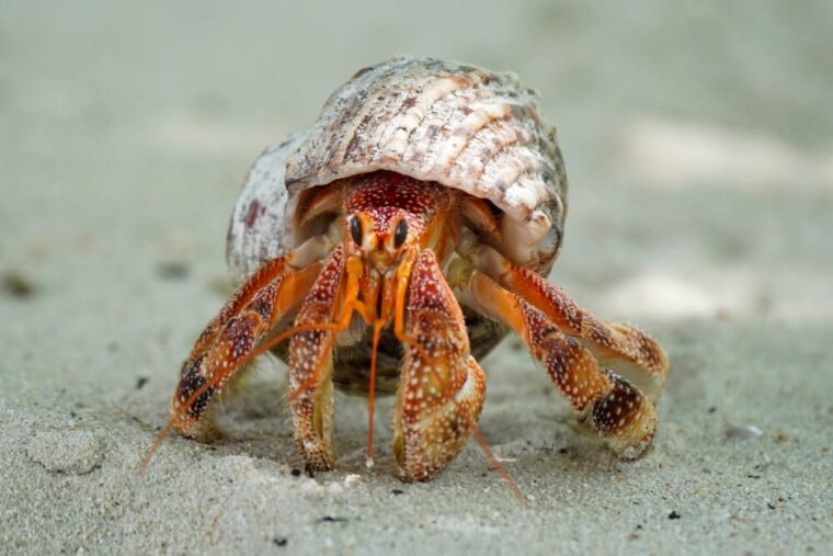 Hermit Crab: Beginner's Guide to Setting Up a Habitat