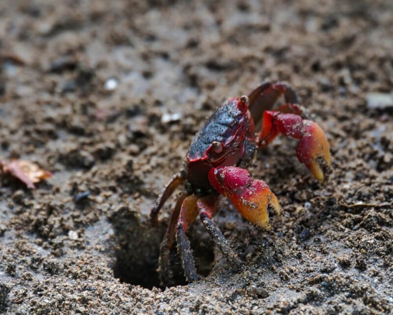 Red Claw Crab: Habitat, Feeding and Tank Compatibility