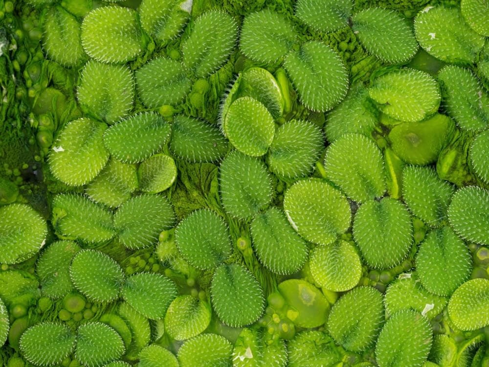 Salvinia Natans (Floating Fern)