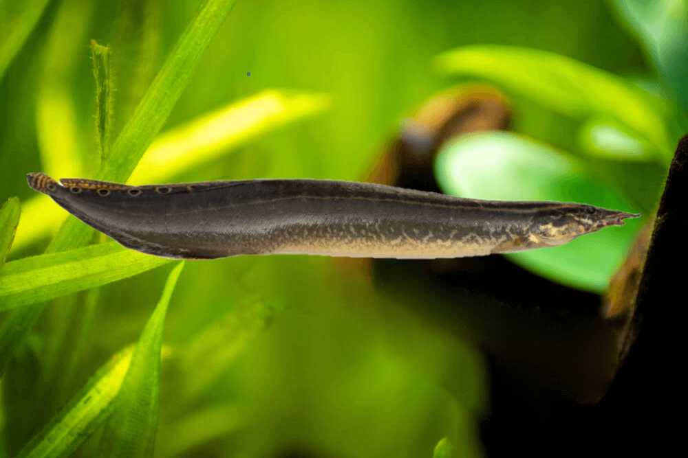 peacock eel fish