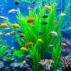 Care for Exotic Fish Species